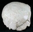 Large Fossil Tortoise (Stylemys) - Wyoming #22794-3